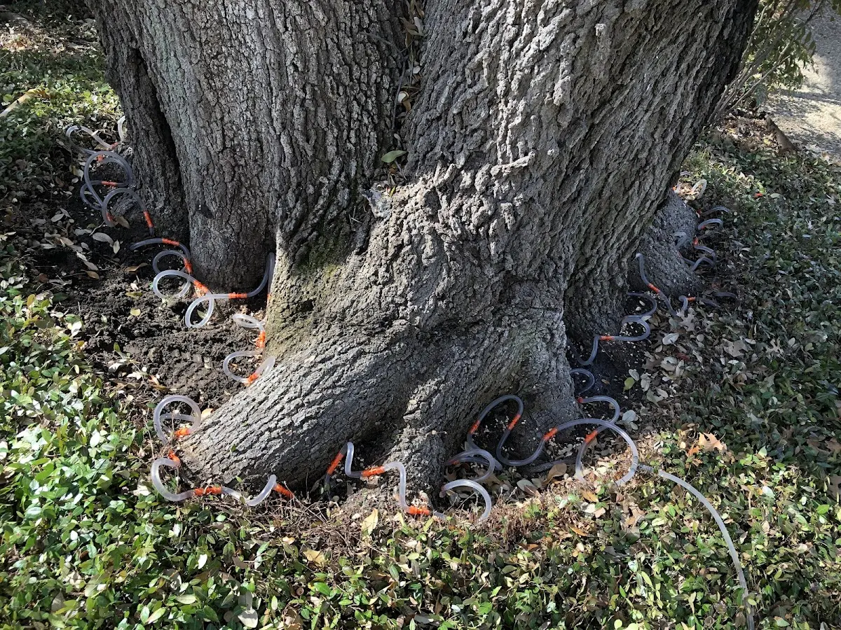 Detailed Tree Cabling and Bracing job site in Graceville