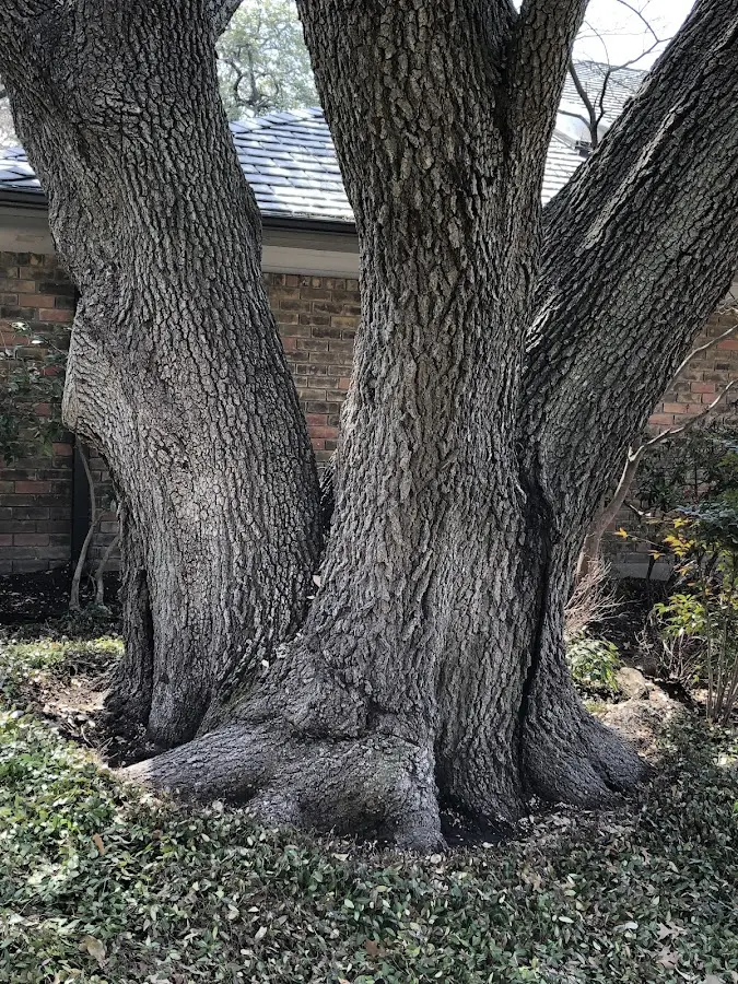 Mature heritage tree close to a Graceville property cared for by certified arborists